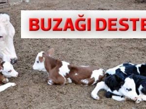Buzağı desteği için son 2 gün
