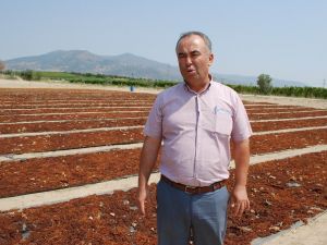 Ziraat Odası’ndan çiftçilere ’Üzümünü açığa dökmeyin’ çağrısı