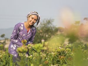 En özel tütünü üretiyorlar ama para etmiyor