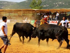 Boğalar Yerkesik’in güvenliği için güreşti