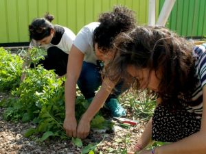 Plazalar arasında hasat şenliği