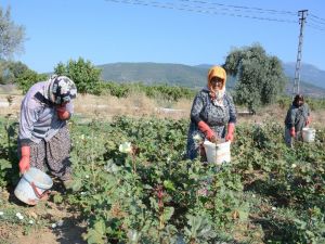 Kınalı Bamya, festivalle tanıtılacak