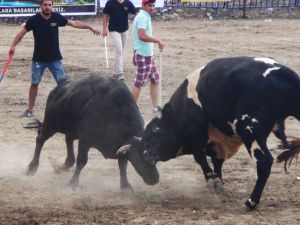 Ula arenasının geliri spor kulübüne
