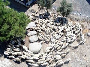 Kamunun tek Sakız koyunu çiftliğinde işler yolunda gidiyor