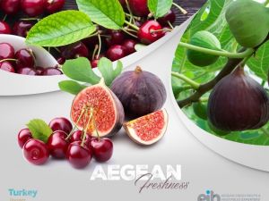 Aydın inciri uzakdoğuya açılıyor