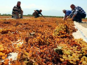 Tariş üzüm alım avans fiyatını artırdı