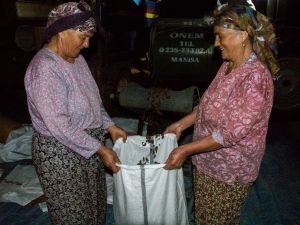Sergilerde kuruyan üzümler çuvallanıyor