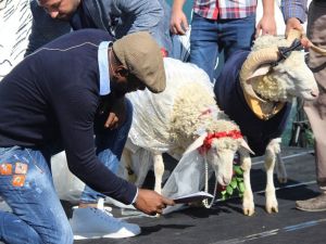 Sosyal medya fenomeni koç Alex, dünya evine girdi