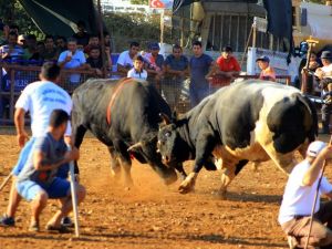 Boğalar cami için arenaya çıktı