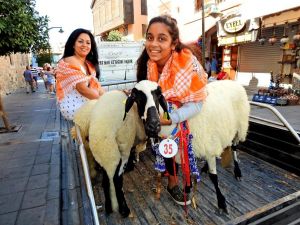 Çeşme’nin ünlü sakız koyunları yarıştı