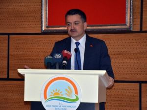 Bakan Pakdemirli, zeytin rekoltesini açıkladı