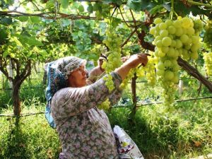 Sarıgöl’ün üzümleri koruma altında