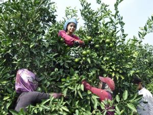 Mandalina da erken olgunlaştı