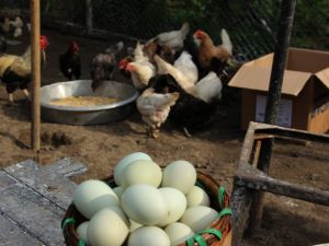 Yumurta Üreticileri Merkez Birliği’nden zam açıklaması