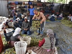 Salihli’de ceviz hasadı başladı