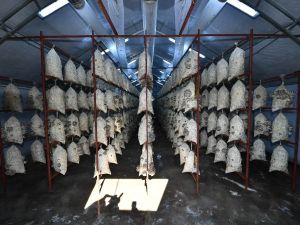 İstiridye mantarı adeta vitamin deposu