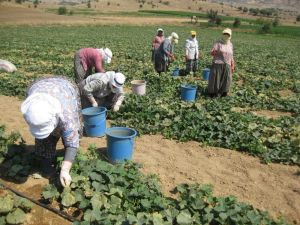 Kornişon salatalık üreticiye tam zamanında yetişti