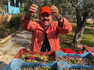 Ünlü komedyen kendi yetiştirdiği zeytinleri hasat etti
