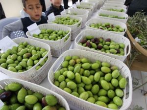 Saruhanlı Belediyesi ’Zeytin Hasat Şenliği’ düzenlendi
