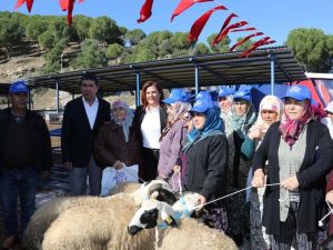 Aydın Büyükşehir Belediyesi 70 aileye sakız koyunu hibe etti