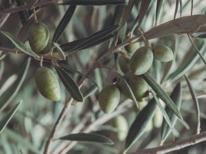 Kuşadası’nda Zeytin Festivali düzenleniyor