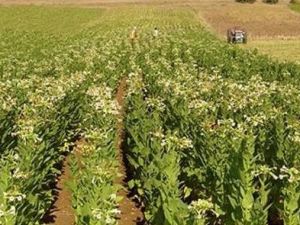 Tütün sektöründe tek tip paket ve kapalı dolap krizi