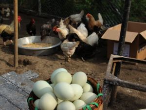 Yumurta ihracatı ilk on ayda yüzde 18 arttı