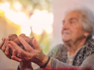 Günlük beslenmede ceviz tüketimi yaşlıların kilosunu etkilemiyor