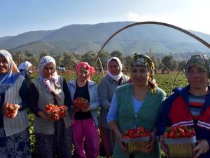 Muğlalı çiftçinin yeni gözdesi ‘Çilek’