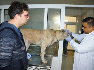 Hayvan sağlığında çığır açacak gelişme