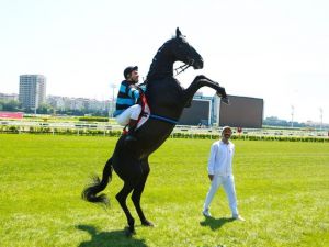 ’Bold Pilot’ gişede şaha kalktı