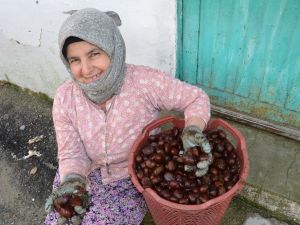 Denizli’nin bin rakımlı köyünden Arap ülkelerine kestane ihracatı