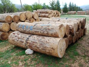Sedir tomruk ihalesinde rekor kırıldı