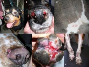 Köpeğinizle tatile çıkarken dikkatli olun