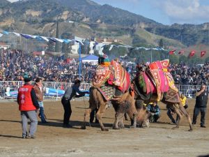 Aydın’da deva güreşi geleneği yaşatılıyor
