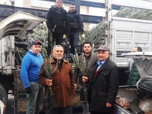Kırkağaç’ta Ziraat Odası zeytin fidanı dağıtımına başladı