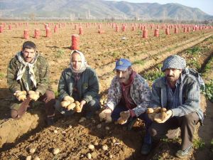 Patateste Spekülasyon Söylentilerinin Gerçeği Yansıtmadığı Öne Sürüldü