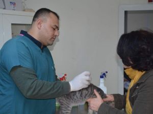 Aliağa’da bir yılda 2 bin 120 sokak hayvanı tedavi edildi