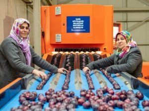 İzmirli üreticinin yüzü gülüyor