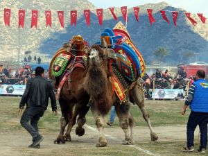 2019’un ilk deve güreşi İncirliova’da yapıldı