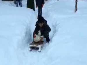 Horozun kızak keyfi