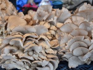 Bilinçsiz mantar tüketimi öldürüyor