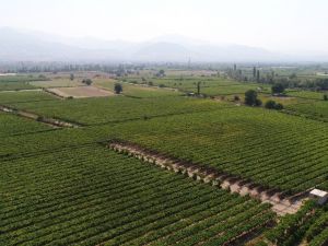Manisa 2018 yılında 500 bin tondan fazla tarım ürünü ihraç etti
