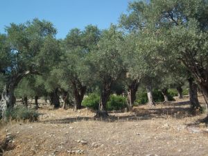 Zeytin üreticileri kazanamıyor