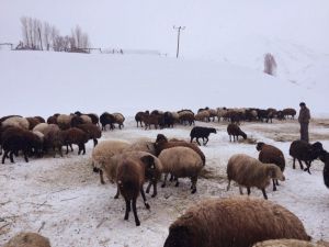 Zorlu kış şartlarında hayvancılık
