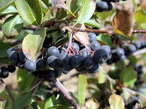 "Yeni trend: Aronia ekstresi"