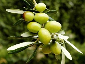 Yeşil zeytin, sofralık zeytin ihracatına damga vurdu