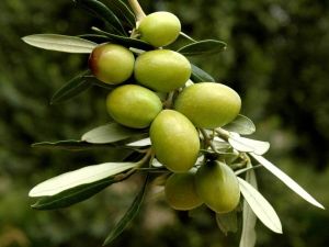 Venezuela, İtalya ve Yunanistan Türk zeytinini keşfetti