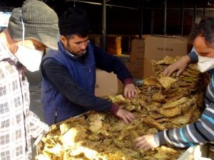 Sarıgöl’de tütün alımlarına başlandı