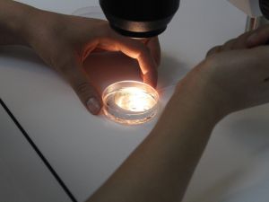 SMA taşıyıcısı ebeveynlere tüp bebek önerisi